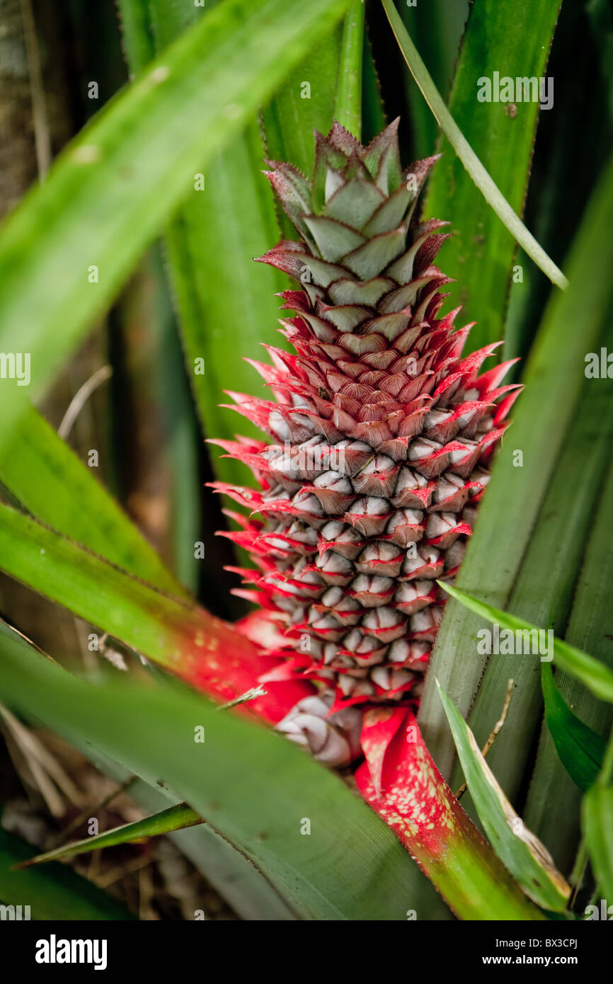wild pineapple growing in tropical forest Stock Photo Alamy