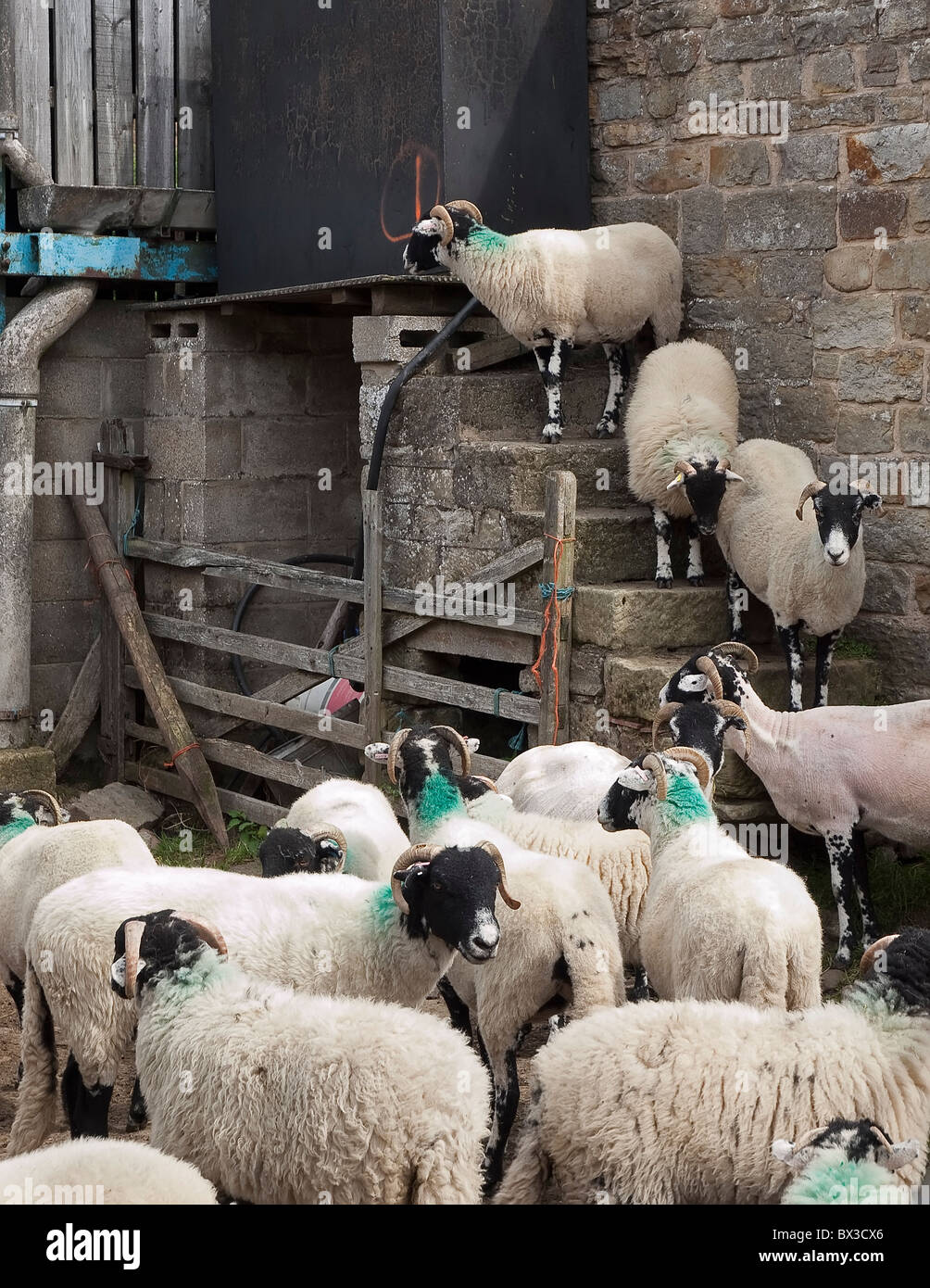 Sheep in farm yard climbing up steps Stock Photo