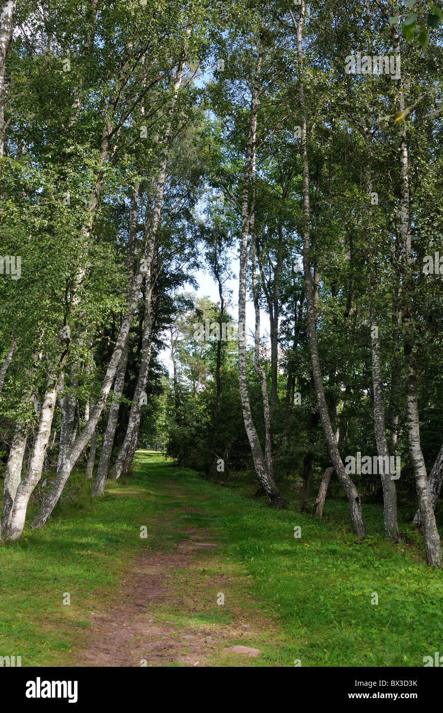 A birch wood forest in the summer Stock Photo Alamy