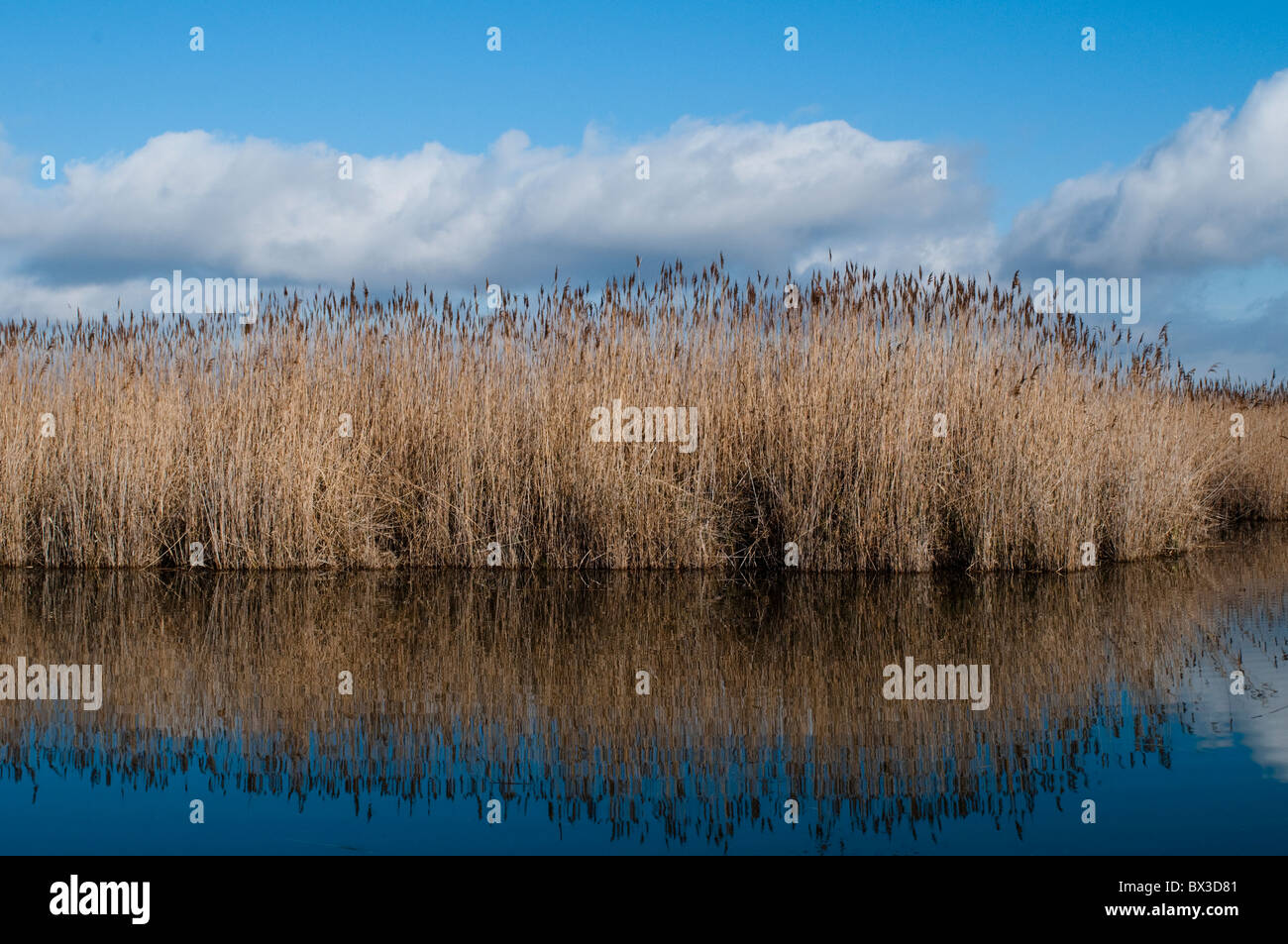 Reeds reflected in water, The Camargue, France Stock Photo - Alamy