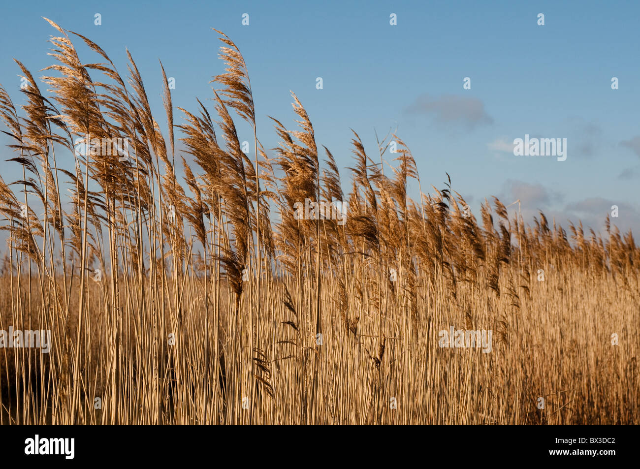 Reeds, The Camargue, France Stock Photo - Alamy