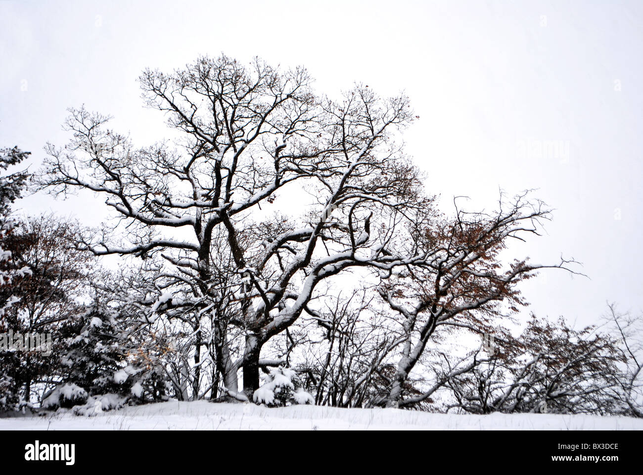 snow in the woods of larch and pine trees in winter Stock Photo - Alamy