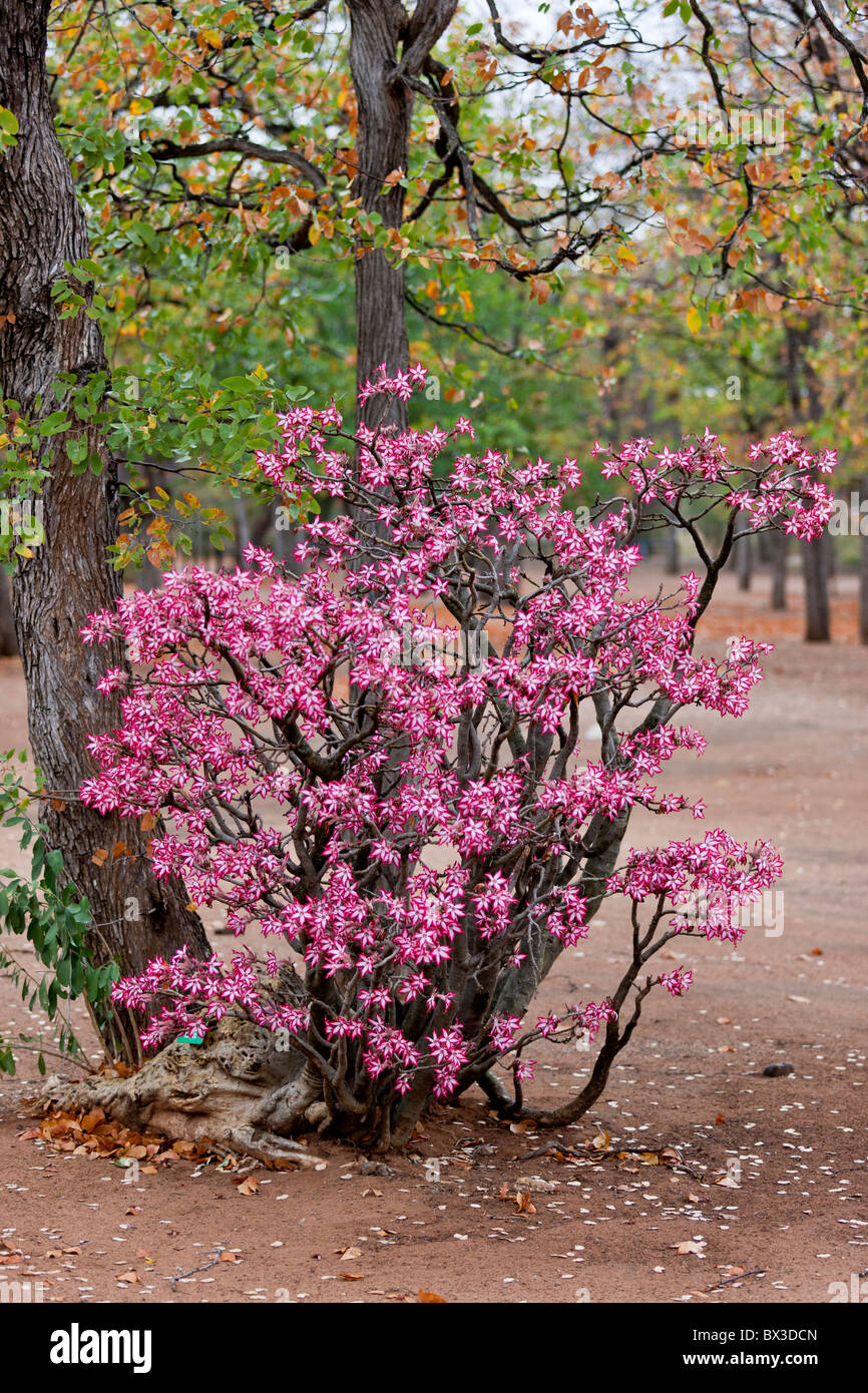 Photo of an african wildflower, the impala lily (Adenium multiflorum). The photo was taken in Kruger National Park, South Africa Stock Photo