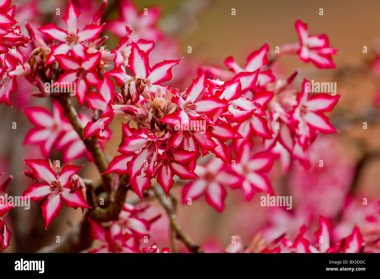 Photo of an african wildflower, the impala lily (Adenium multiflorum). The photo was taken in Kruger National Park, South Africa Stock Photo