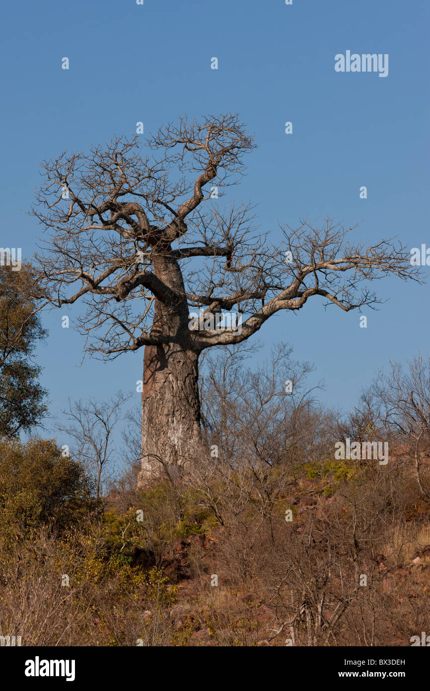 Baboab tree (adansonia digitata) in the Pafuri region of Kruger National Park, South Africa. Stock Photo