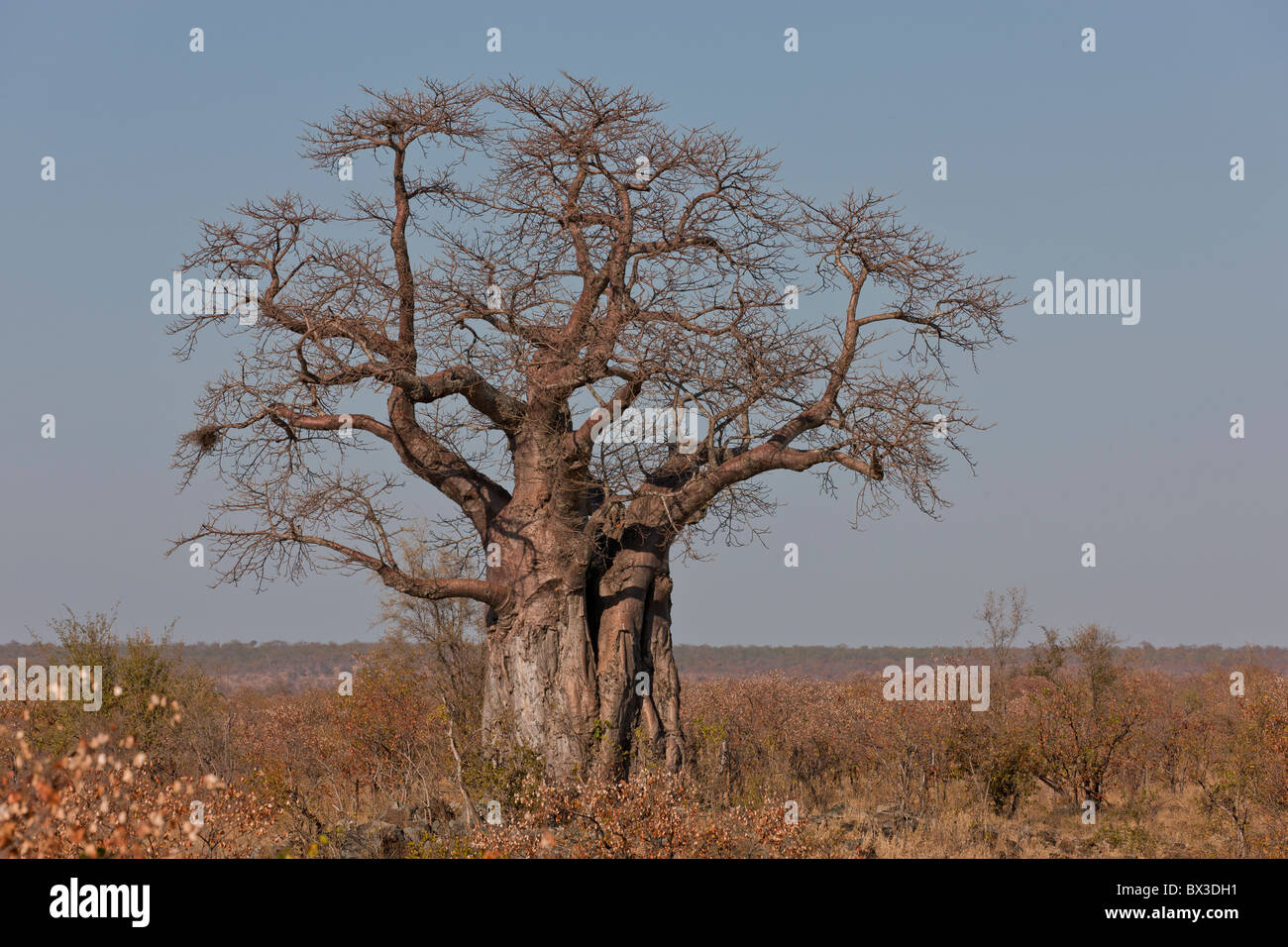 Baboab tree (adansonia digitata) in the Pafuri region of Kruger National Park, South Africa. Stock Photo