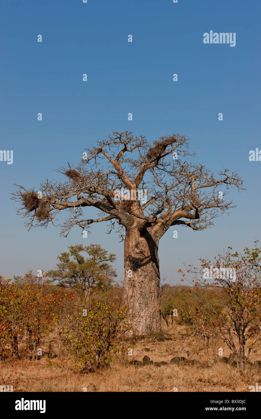 Baboab tree (adansonia digitata) in the Pafuri region of Kruger National Park, South Africa. Stock Photo