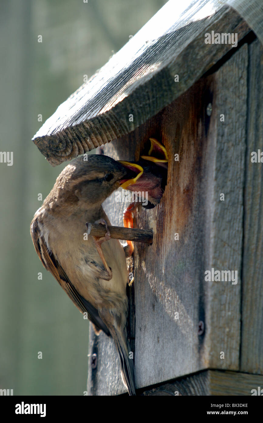 bird sparrow feeding chicks birdhouse male animal Stock Photo Alamy