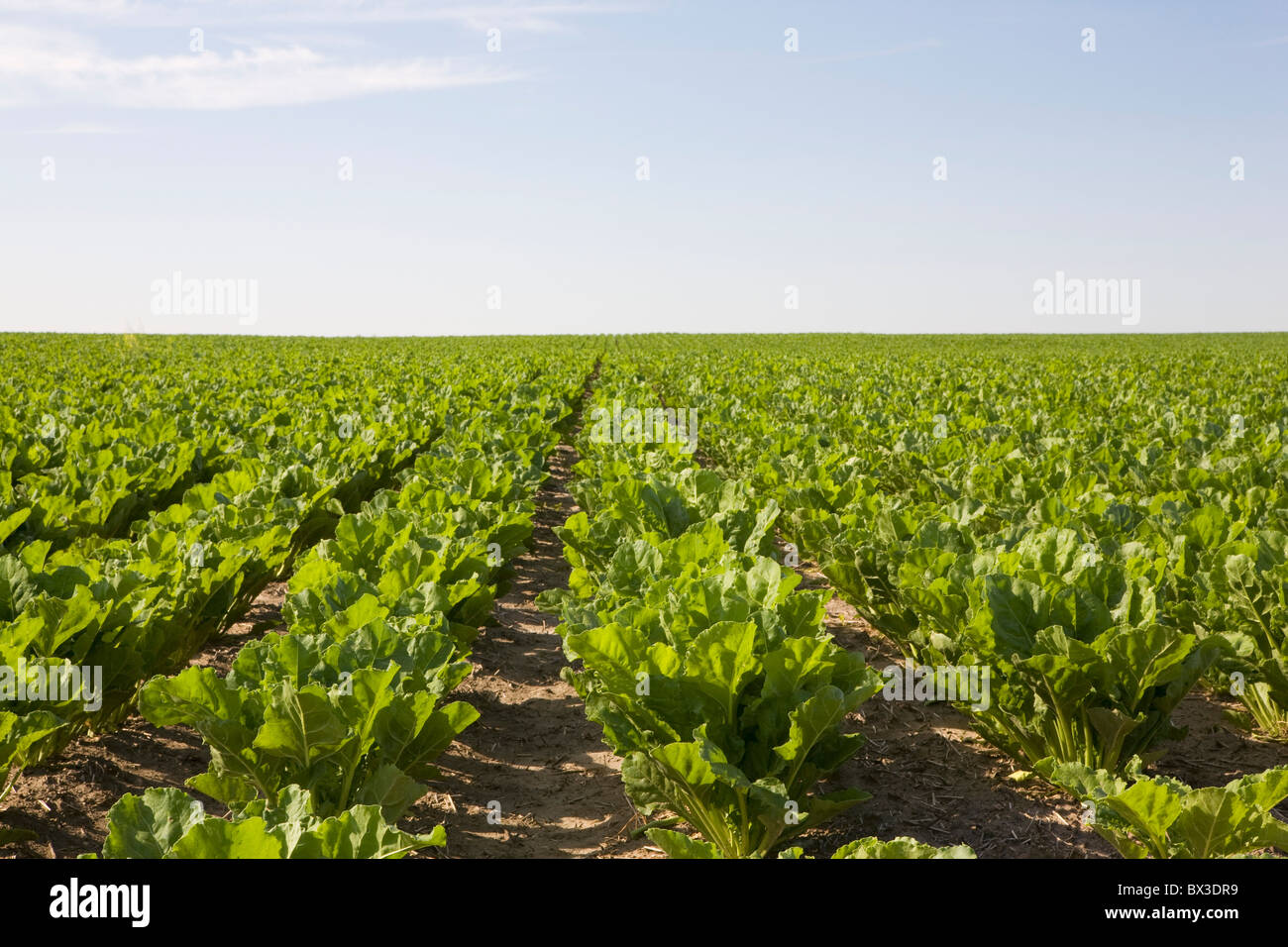 Field Of Sugar Beets In Rows; Alberta, Canada Stock Photo - Alamy