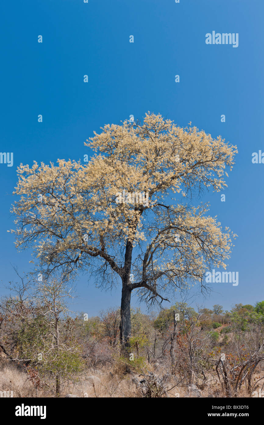 Knob-thorn tree (Acacia Nigrescens) against a clear blue sky. The photo was taken in Kruger National Park, South Africa. Stock Photo