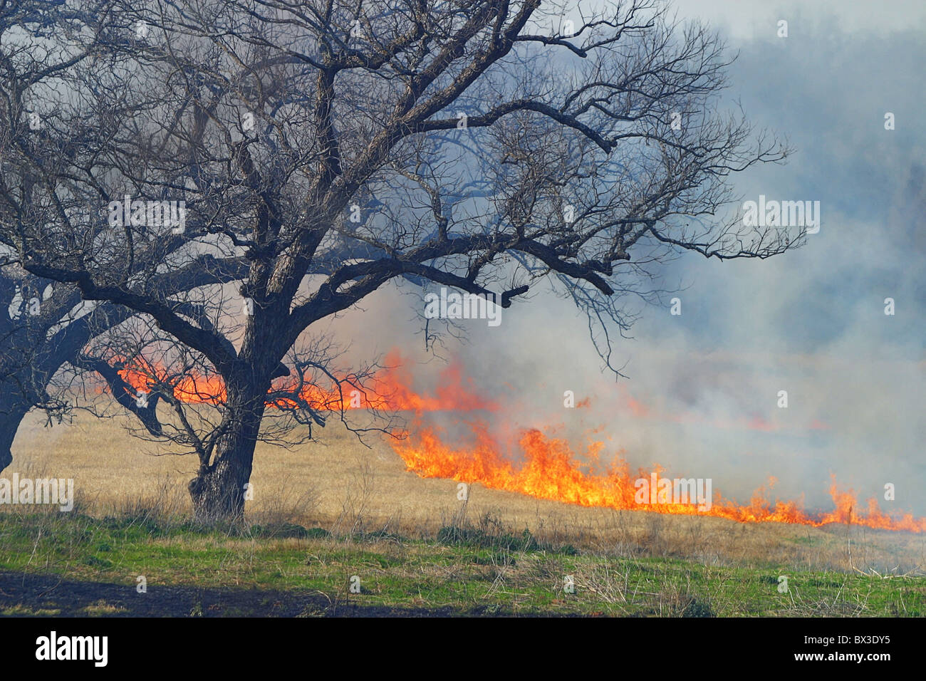 USA America United States North America Texas controlled fire agriculture fields burning grass Stock Photo