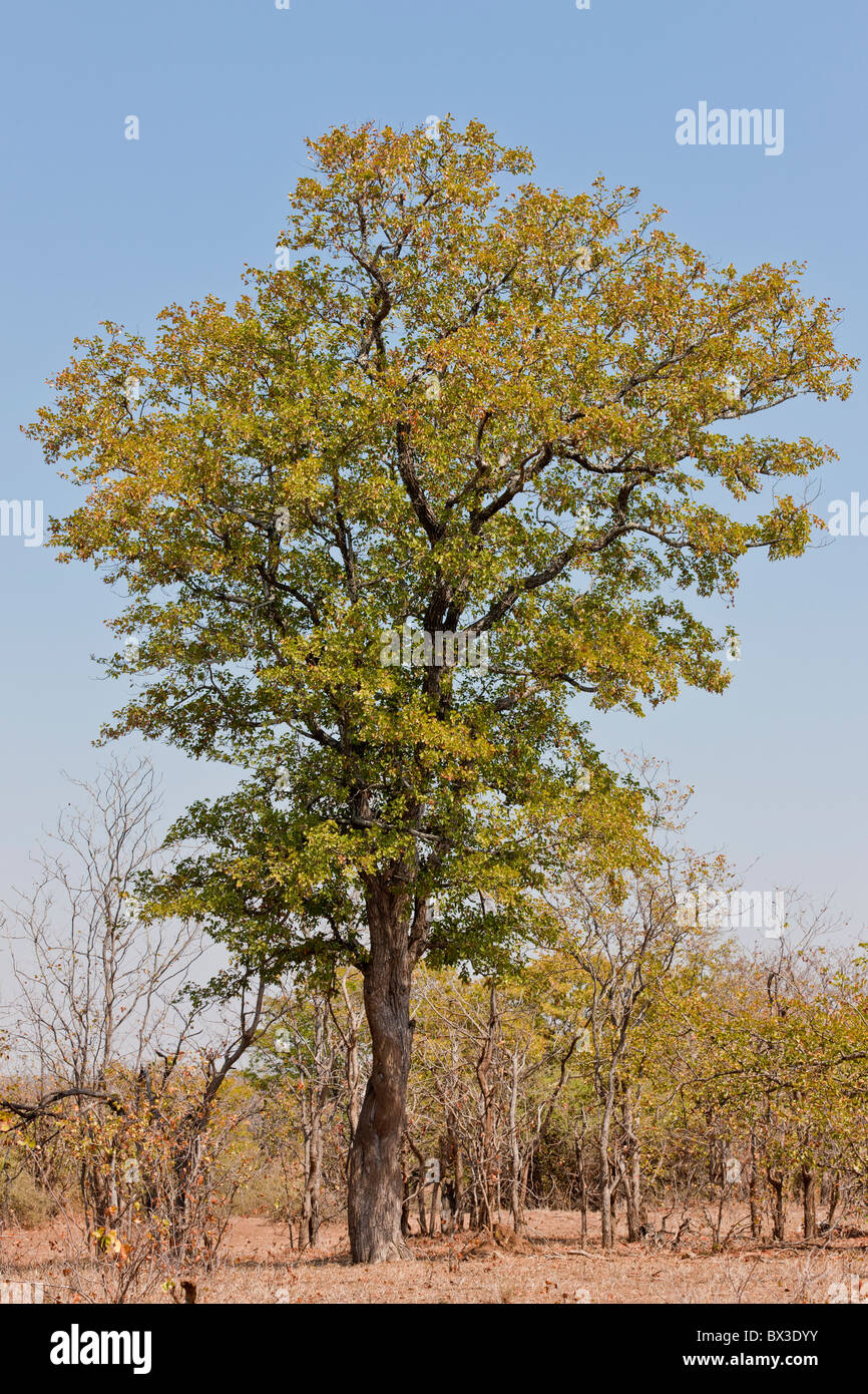 Photo of a Mopane tree (Colophospermum mopane) against a clear blue sky. The picture was taken in Kruger National Park Stock Photo