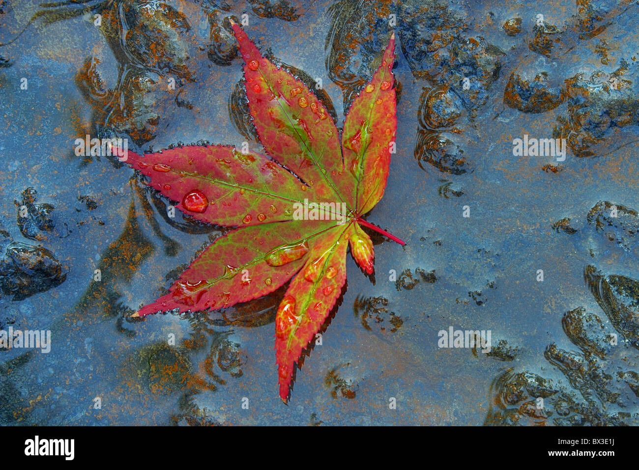 Japanese Maple leaf acer colorful Stock Photo