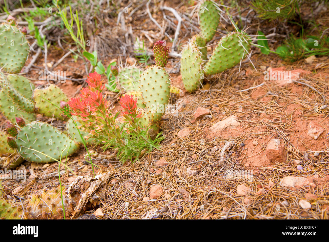 Blooming prickly pear cactus Stock Photo