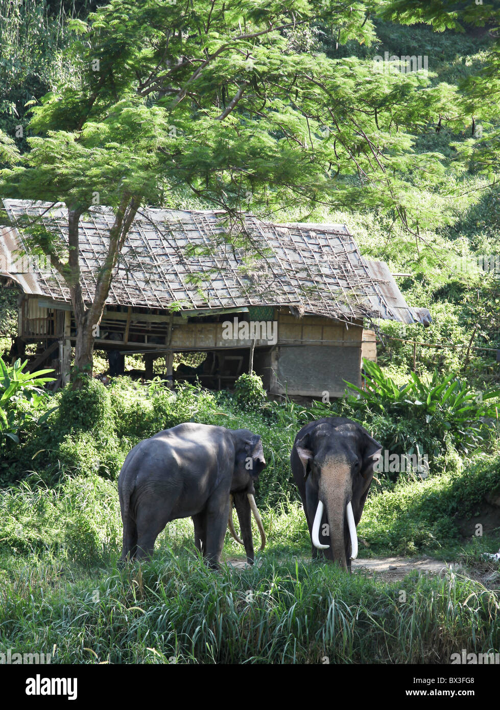 elephants in jungle Stock Photo