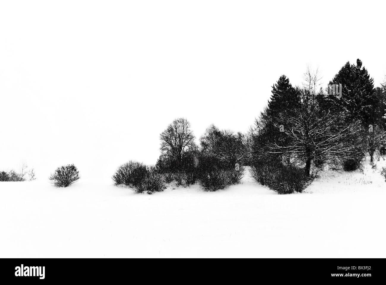 snow in the woods of larch and pine trees in winter Stock Photo - Alamy