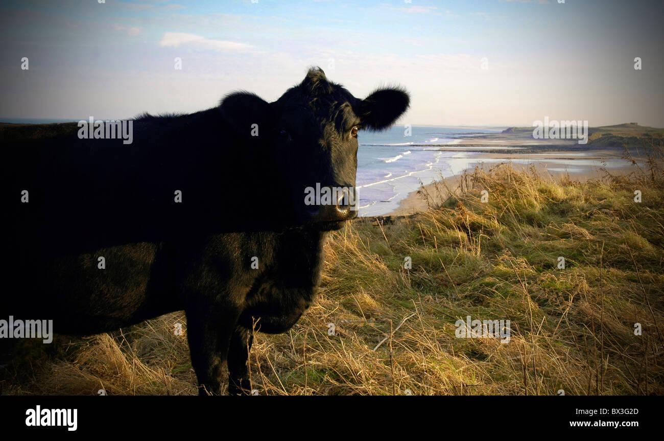 Cow on Northumberland Beach Stock Photo