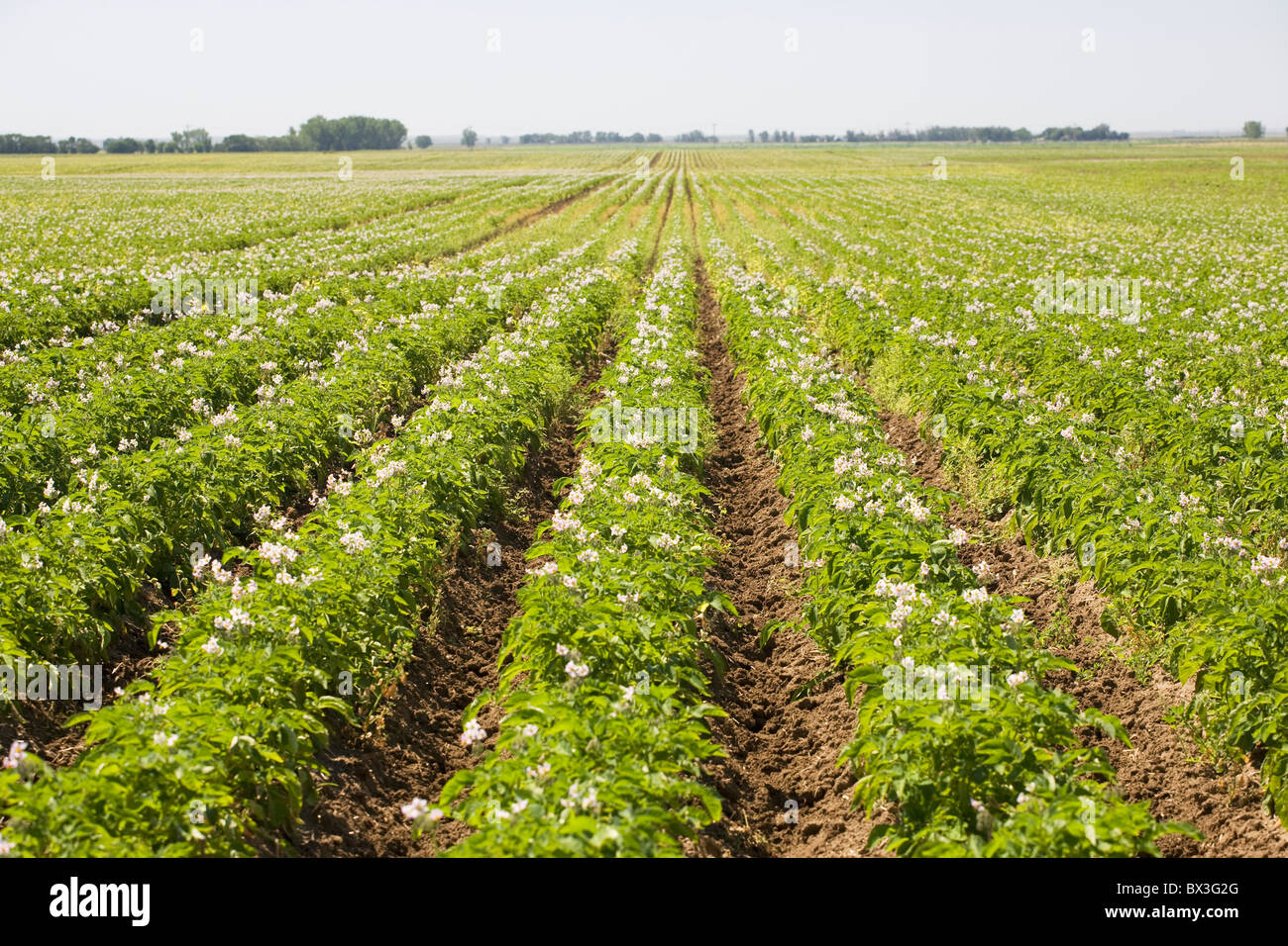 Field Of Flowering Potato Plants Growing In Rows; Alberta, Canada Stock