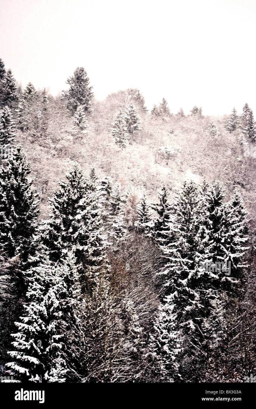 snow in the woods of larch and pine trees in winter Stock Photo - Alamy