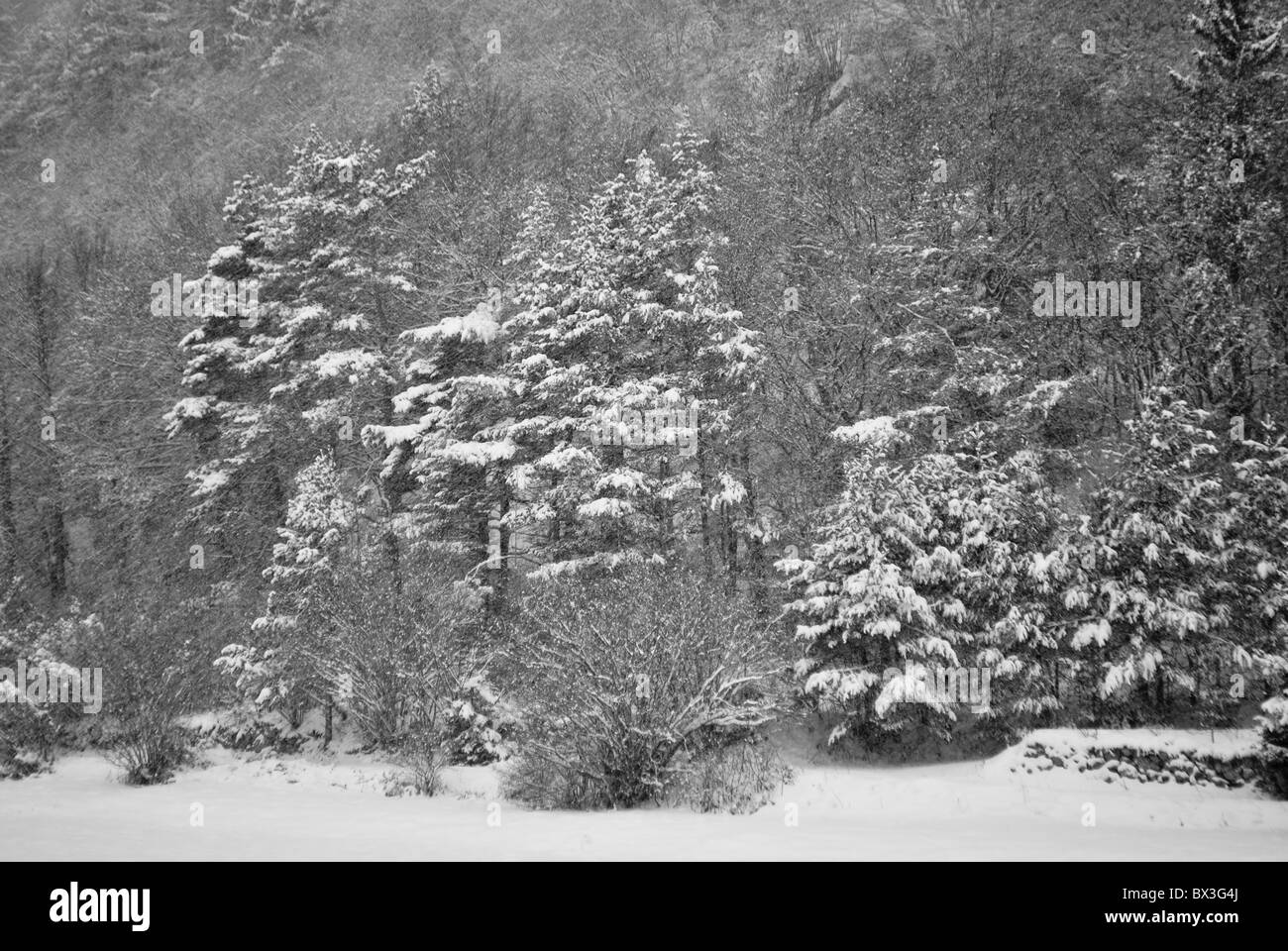 snows in the enchanted forest of larch and pine Stock Photo - Alamy