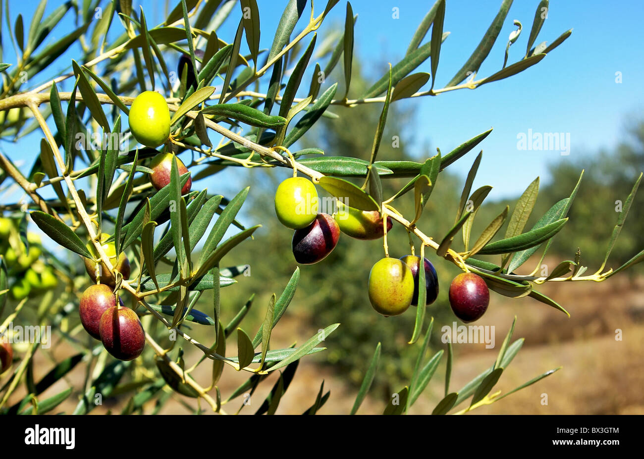 Hanging leaf bough hires stock photography and images Alamy