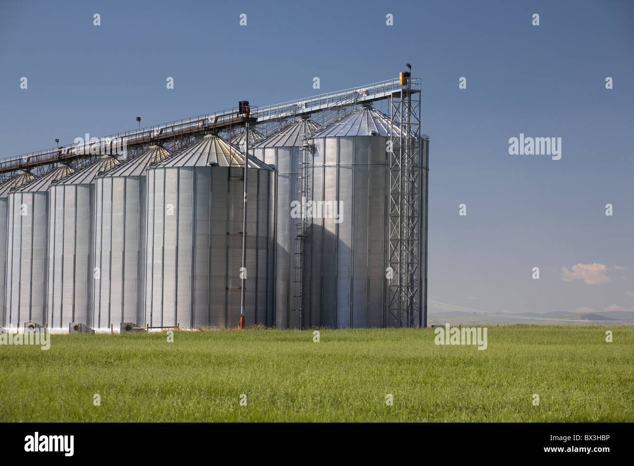 Large Grain Storage Bins On An Unripe Wheat Field; Alberta, Canada
