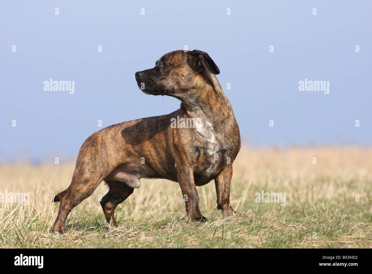 Mongrell Bulldog mongrels hi-res stock photography and images - Alamy