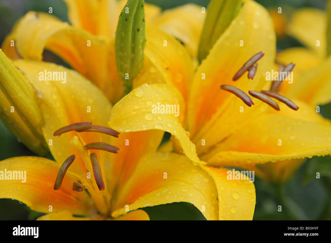 Yellow lilies with dewdrops in summer day Stock Photo Alamy