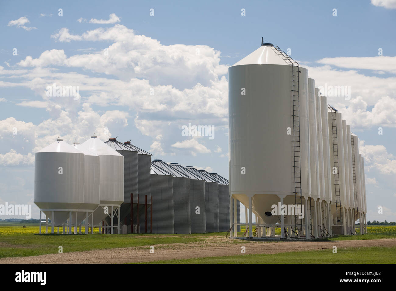 Rows Of Different Sized Grain Bins; Alberta, Canada Stock Photo Alamy