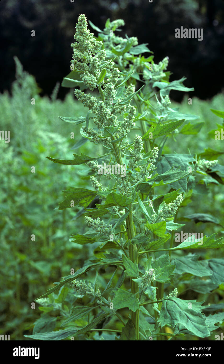 Quinoa (Chenopodium quinoa) crop plant in flower used as a grain substitute in cooking Stock Photo