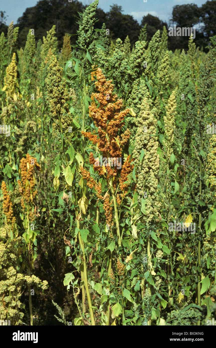 Quinoa (Chenopodium quinoa) ripening seedheads alternative grain crop Stock Photo