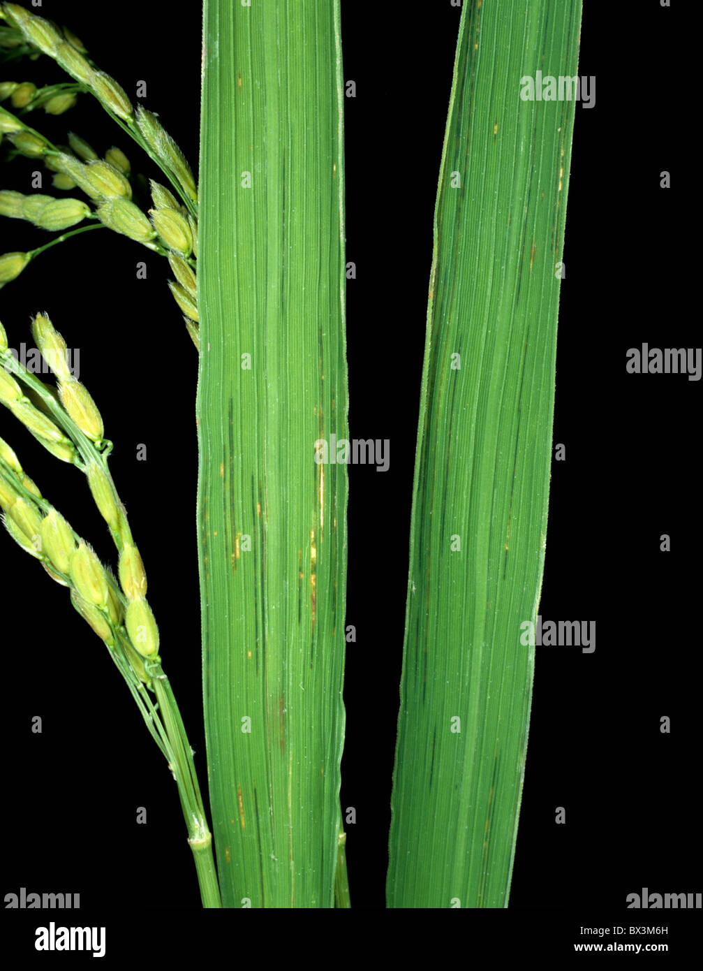 Rice Disease Stock Photos & Rice Disease Stock Images Alamy