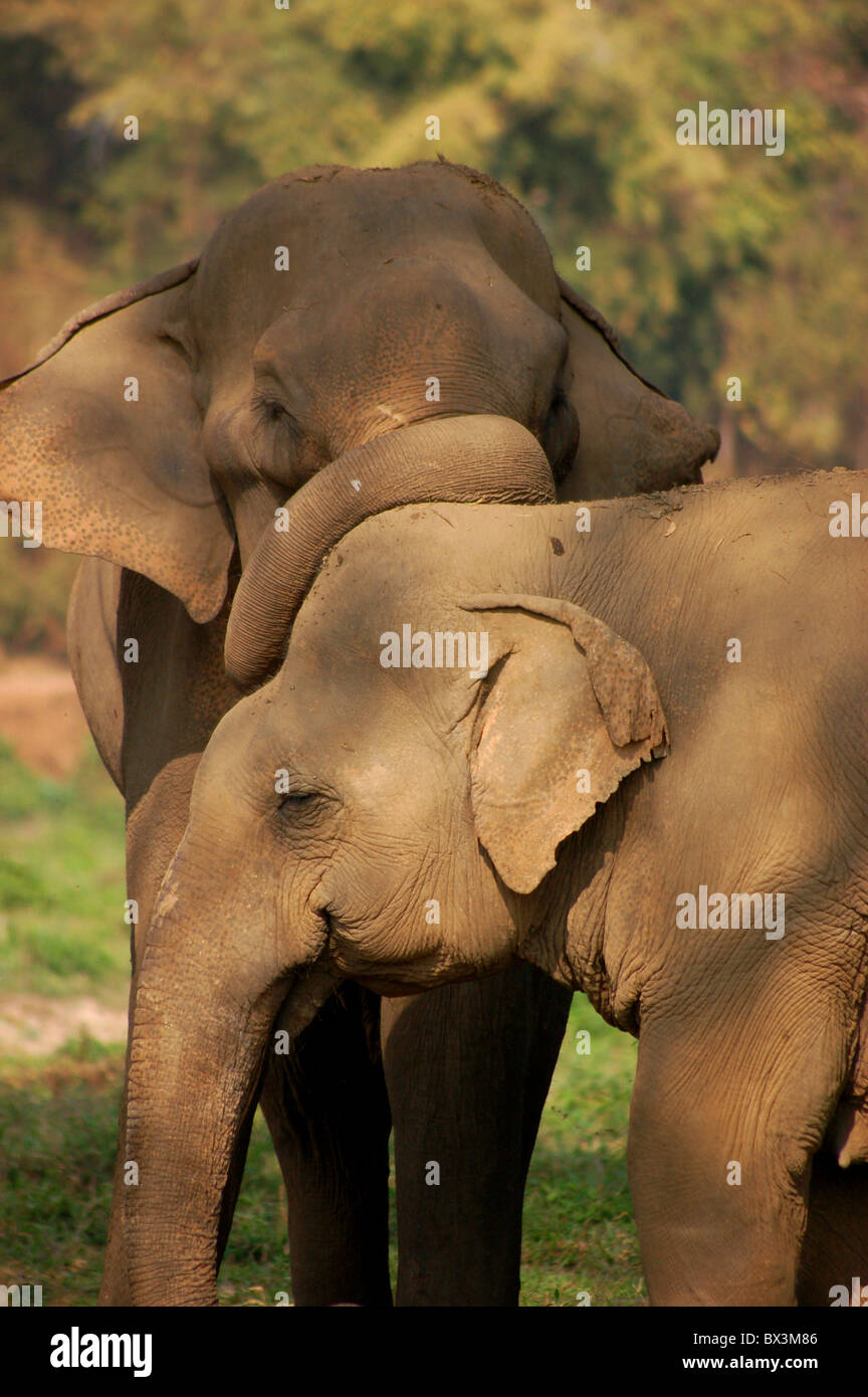 elephant tenderness Stock Photo