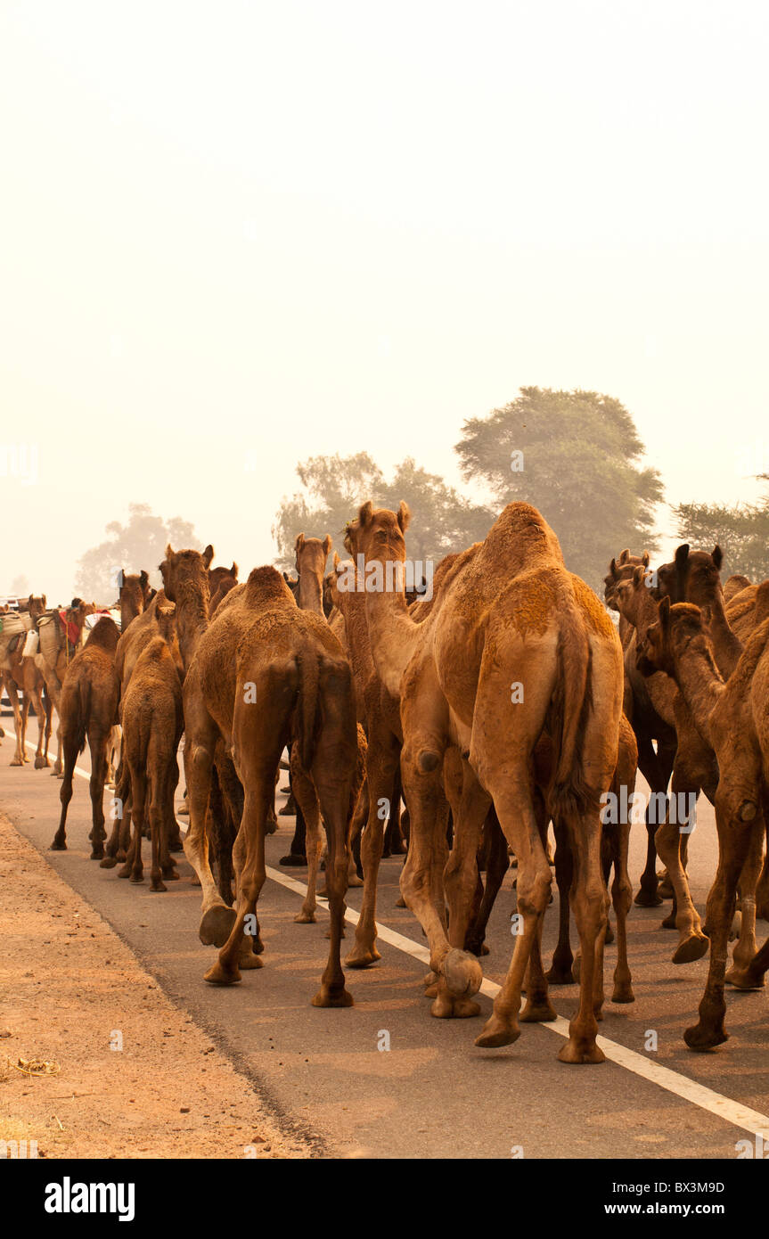Camel train, Rajasthan, India Stock Photo