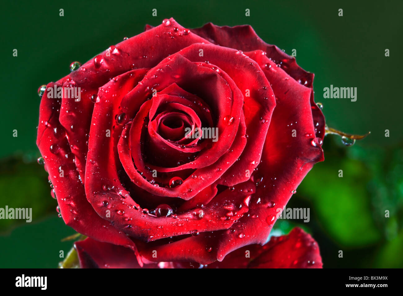 Red rose covered in drops of water Stock Photo