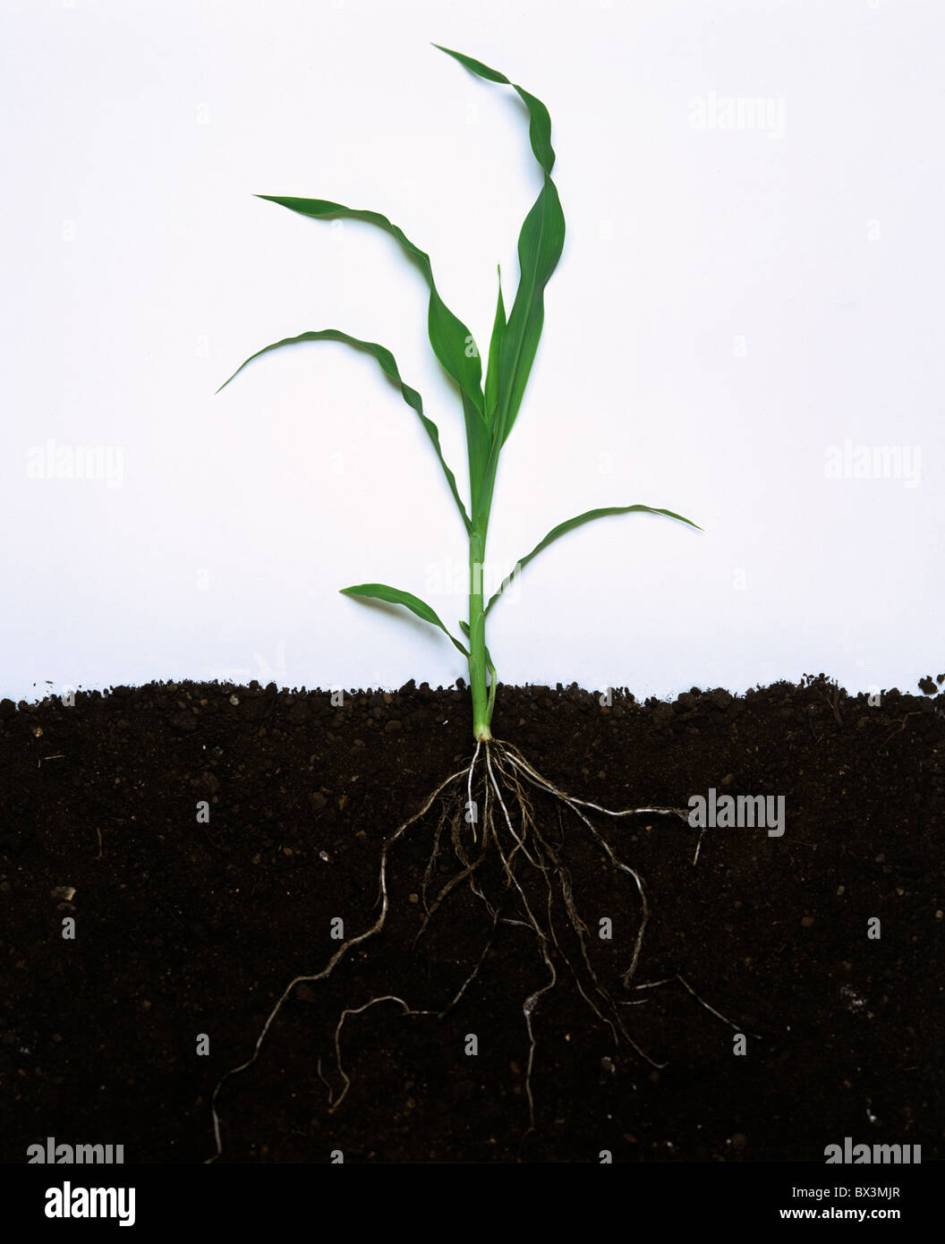 Plant roots hi-res stock photography and images - Alamy