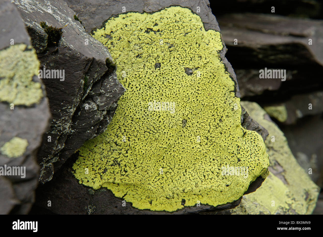 Map Lichen on a slate wall. Stock Photo