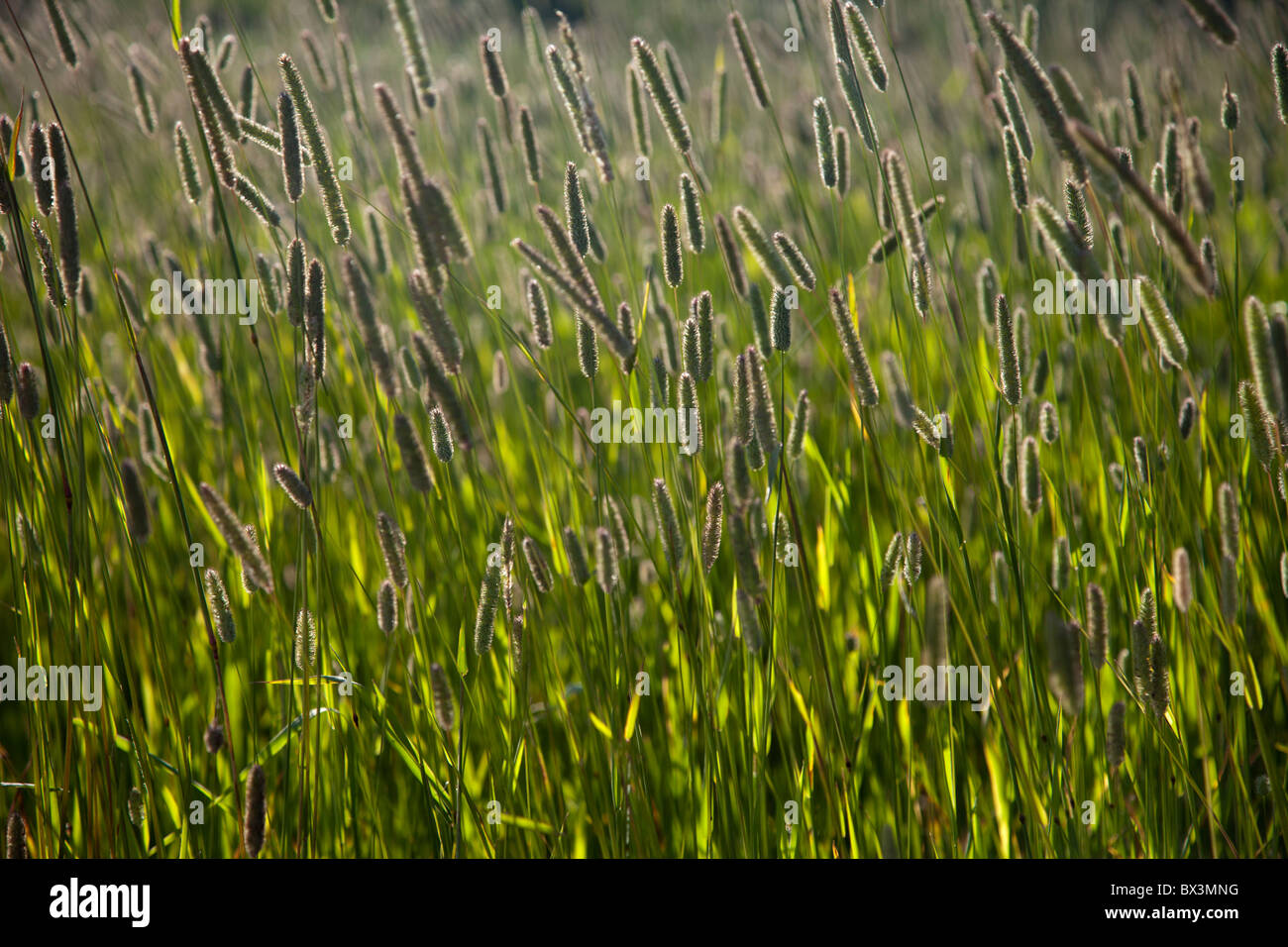 Growing timothy grass Stock Photo Alamy