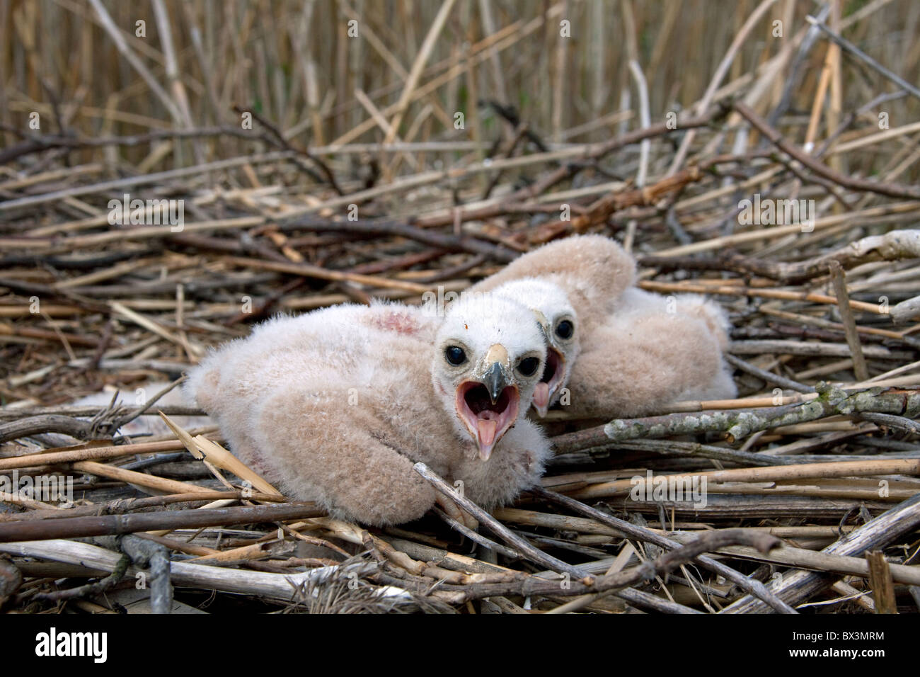 Marsh Harrier (Circus aeruginosus) chicks in nest, Sweden Stock Photo