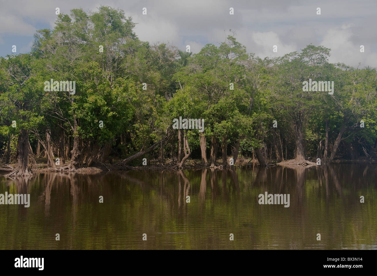 The low, tanninstained lagoon waters off Brazil's Amazon River