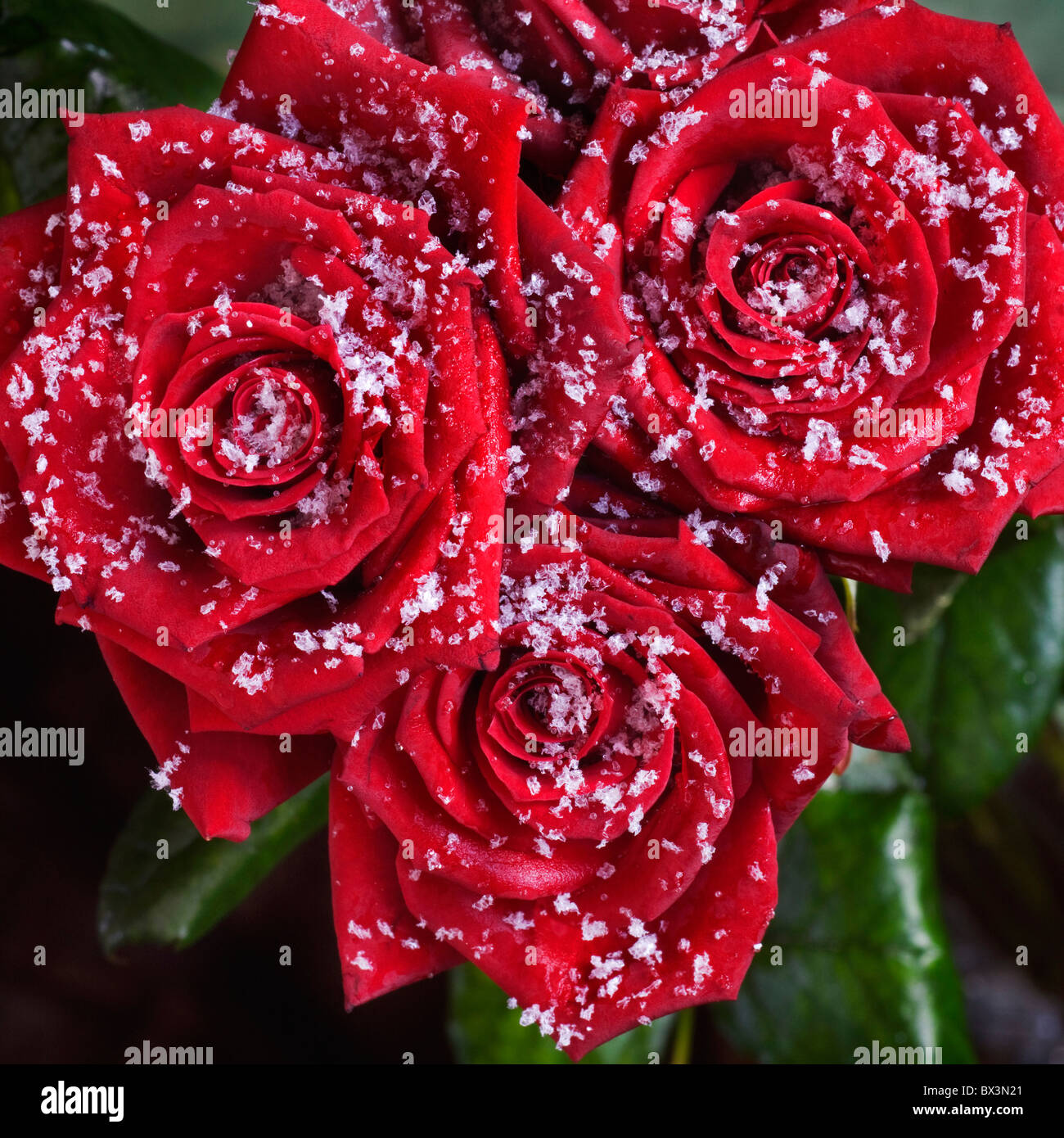 Bouquet of red roses covered in snowflakes in winter Stock Photo