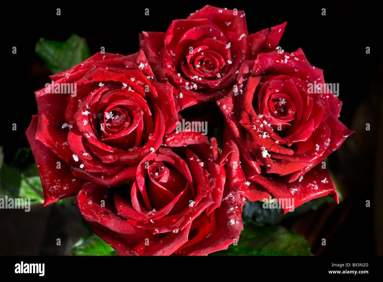 Bouquet of red roses covered in snowflakes in winter Stock Photo