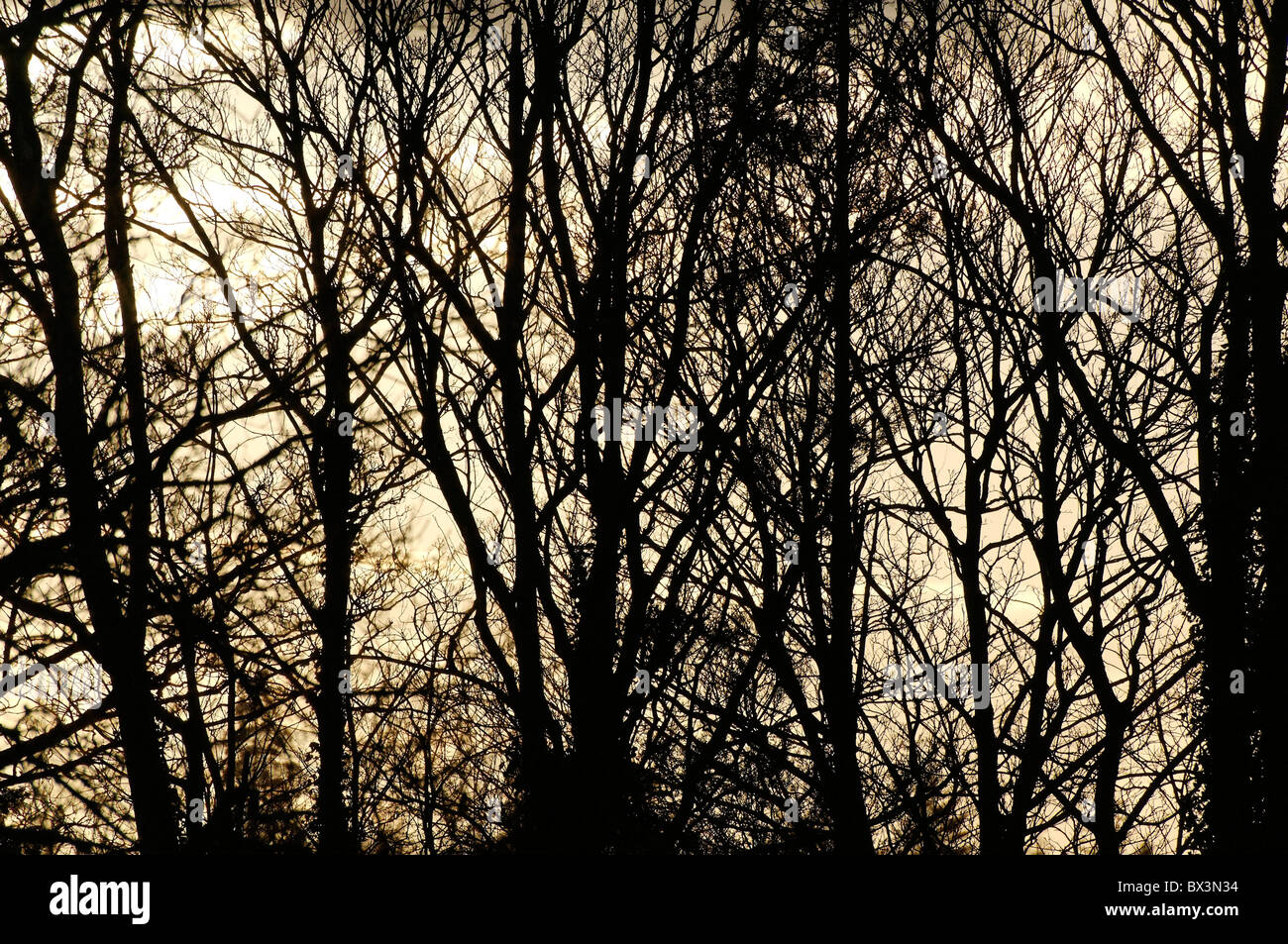 A group of trees nicely silhouetted Stock Photo