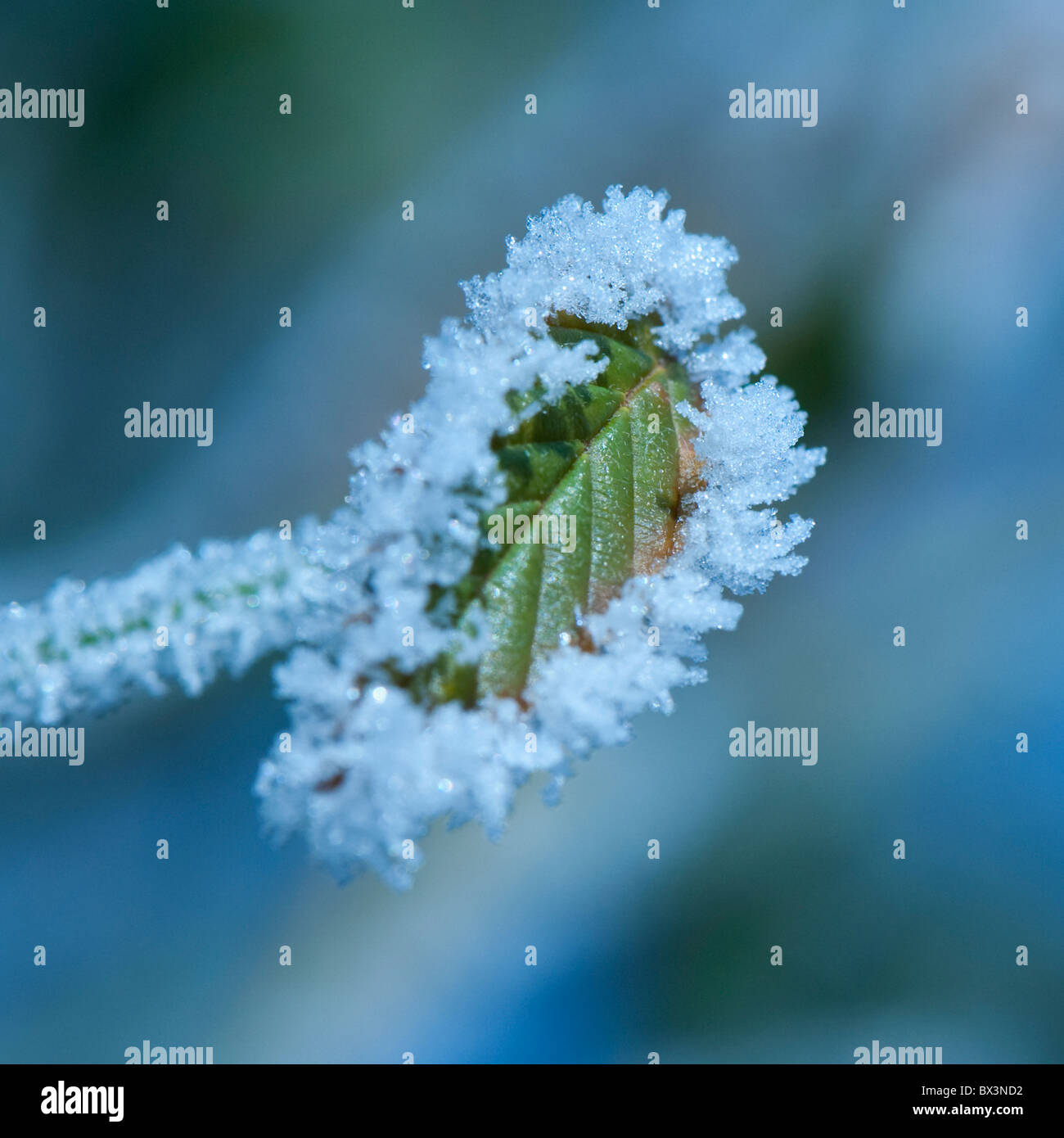 Garden shrub with green leaves covered in frost Stock Photo - Alamy