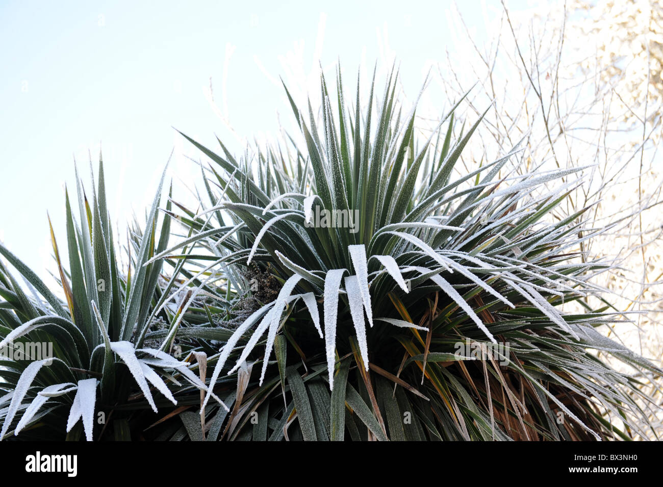 Yucca plant hires stock photography and images Alamy