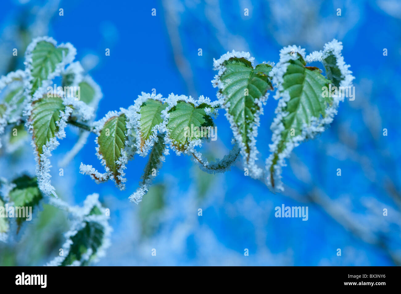 Garden shrub with green leaves covered in frost Stock Photo - Alamy