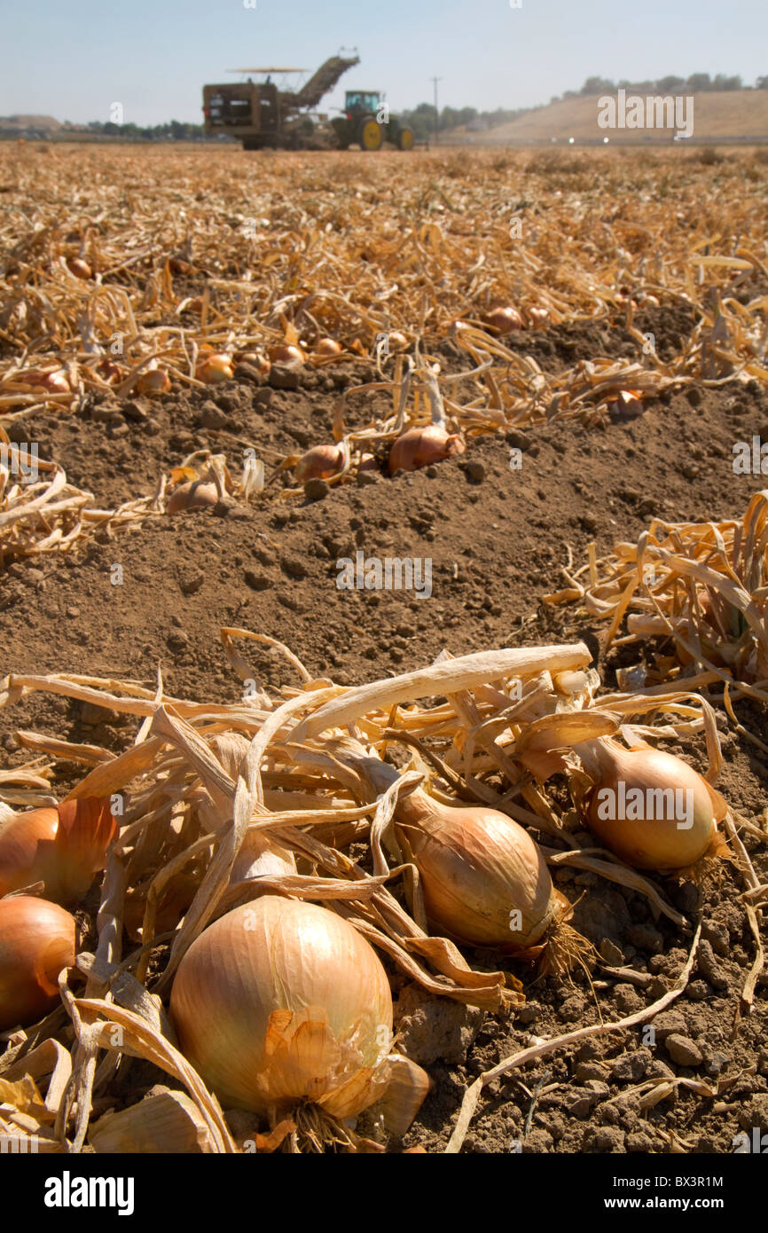 Yellow onion harvest in Canyon County, Idaho, USA Stock Photo Alamy