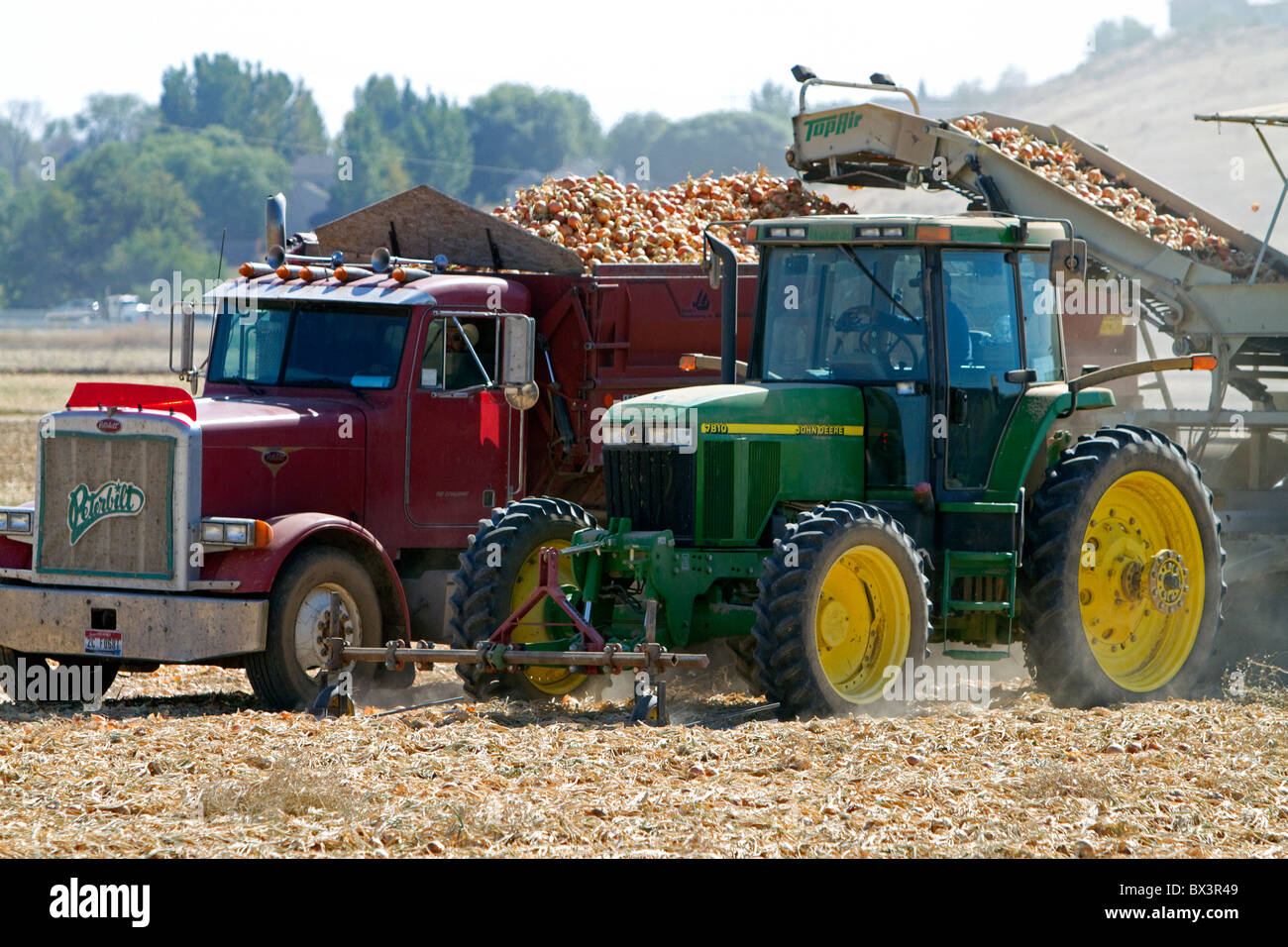 Yellow onion harvest in Canyon County, Idaho, USA Stock Photo Alamy
