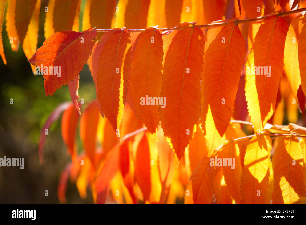 Colorful sumac leaves in autumn. Stock Photo