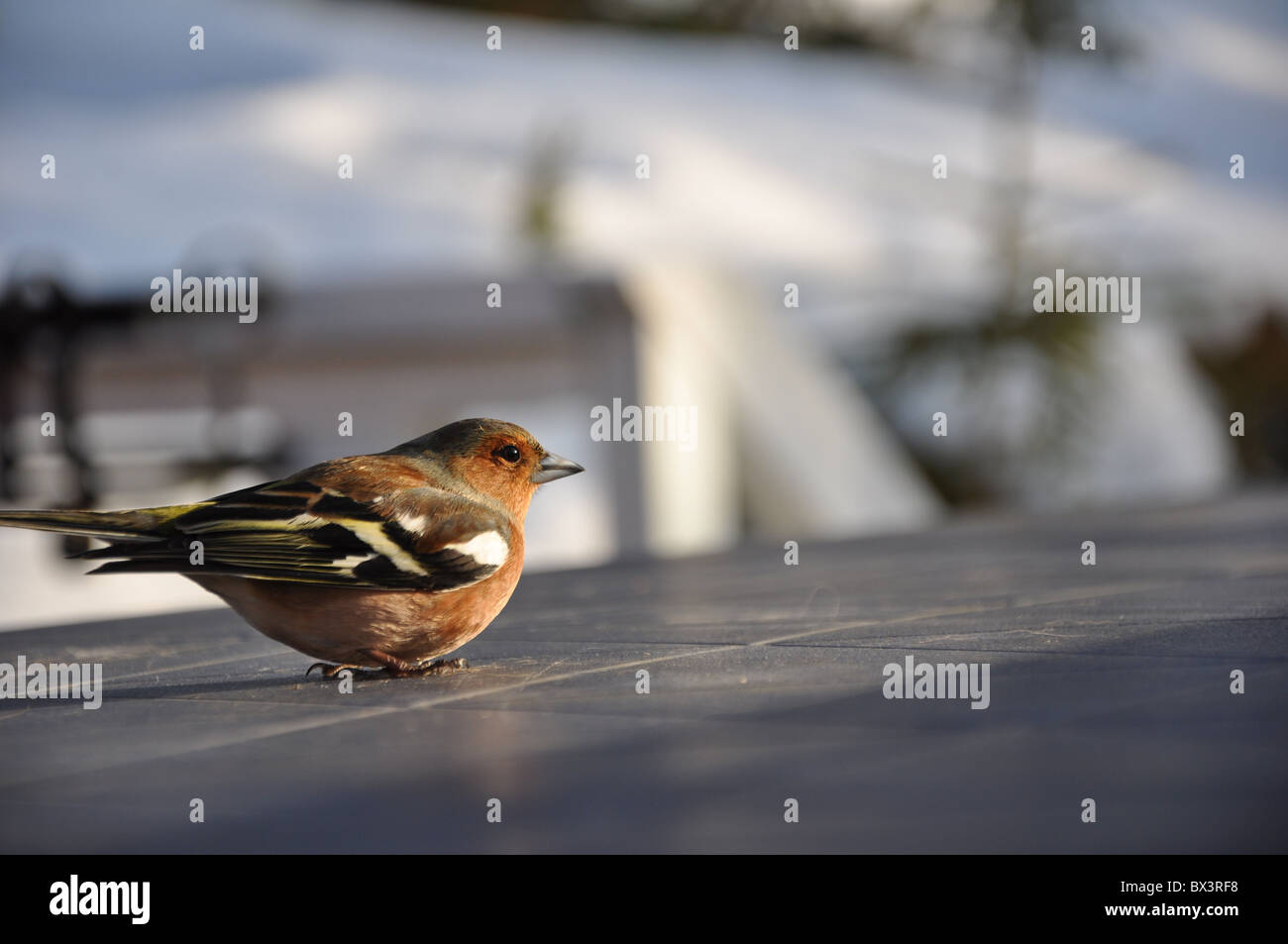 This little chaffinch was recovering on a cabin table. Half an hour earlier it had hit a window and was a bit dizzy. Stock Photo